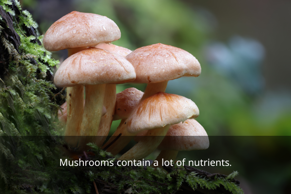 Mushrooms contain a lot of nutrients.